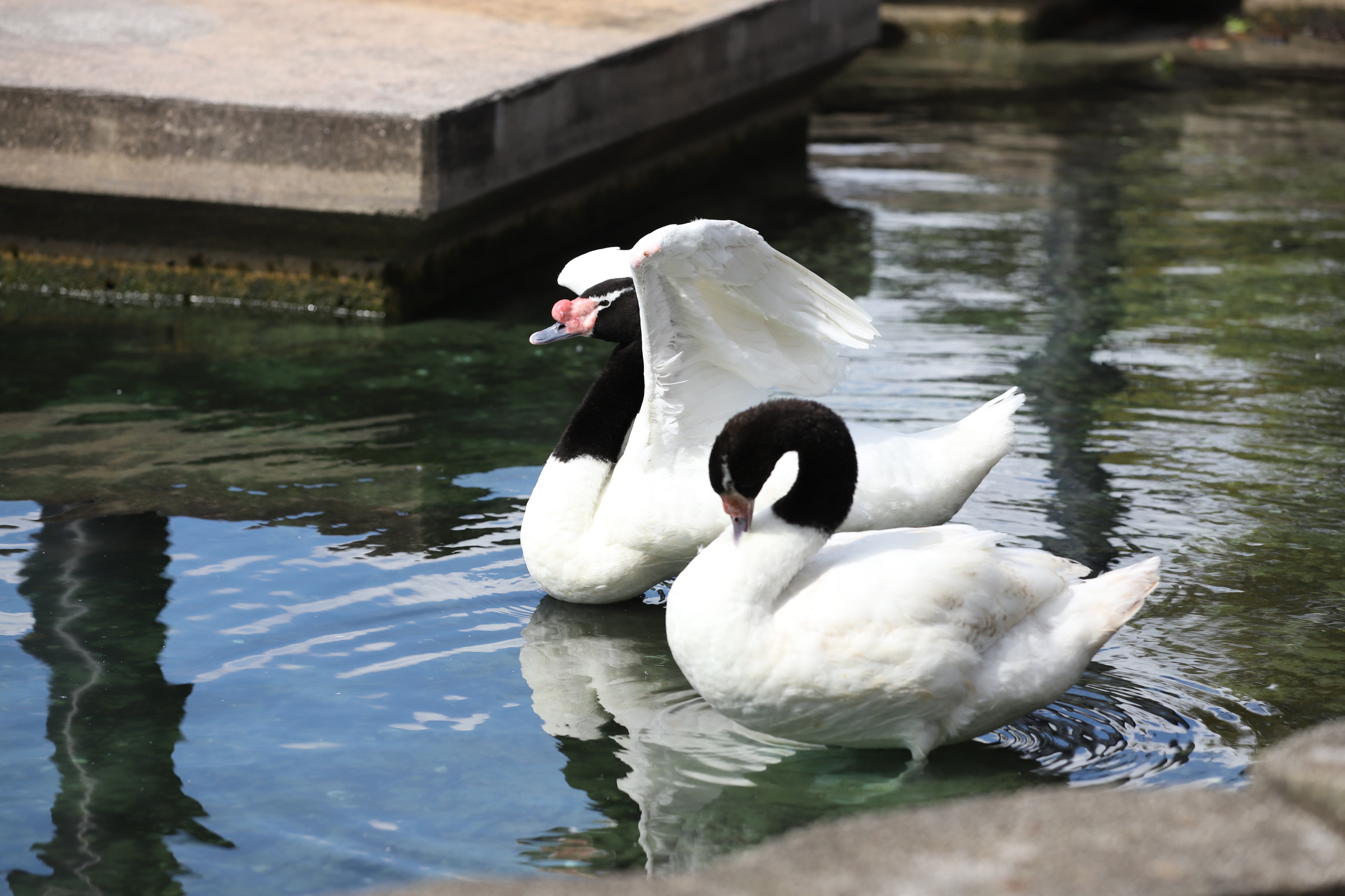 Black Neck Swan48.JPG