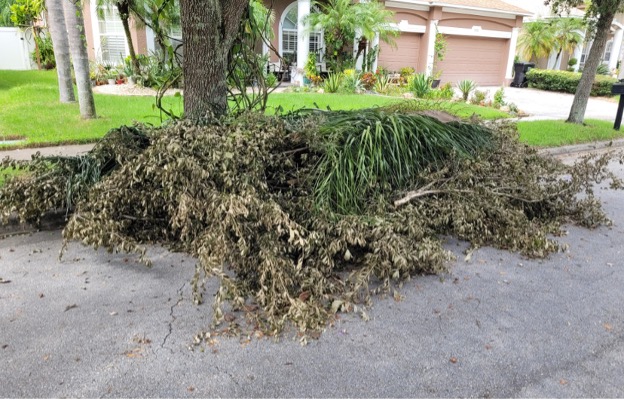 An incorrect example of yard waste curb placement. Yard waste is placed loose on the ground and exceeds the limit of 4 cubic yards per week that can be collected.