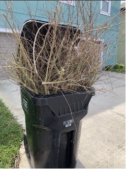 An incorrect example of yard waste curb placement showing yard waste placed inside a trash bin.