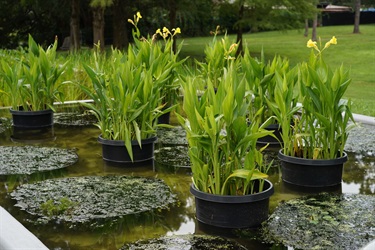 Foxtail plant in aquatic cages and canna lilly plant in pots.