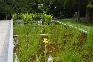 Multiple aquatic plants within the Wadeview Trickling Wetlands