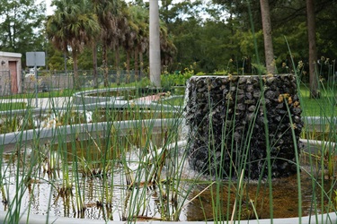 Softstem bulrush plant around the cascading waterfall pump.