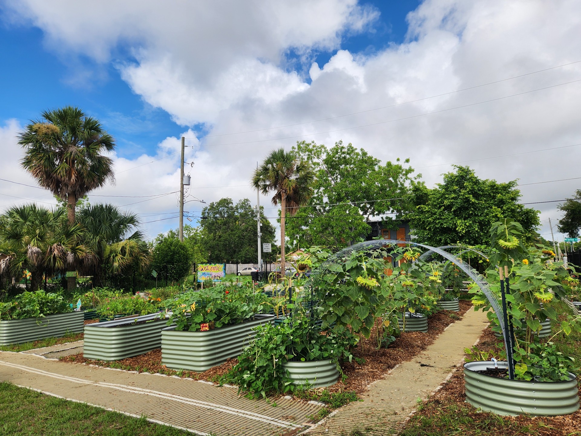 Raised wooden garden planters in a community garden setting