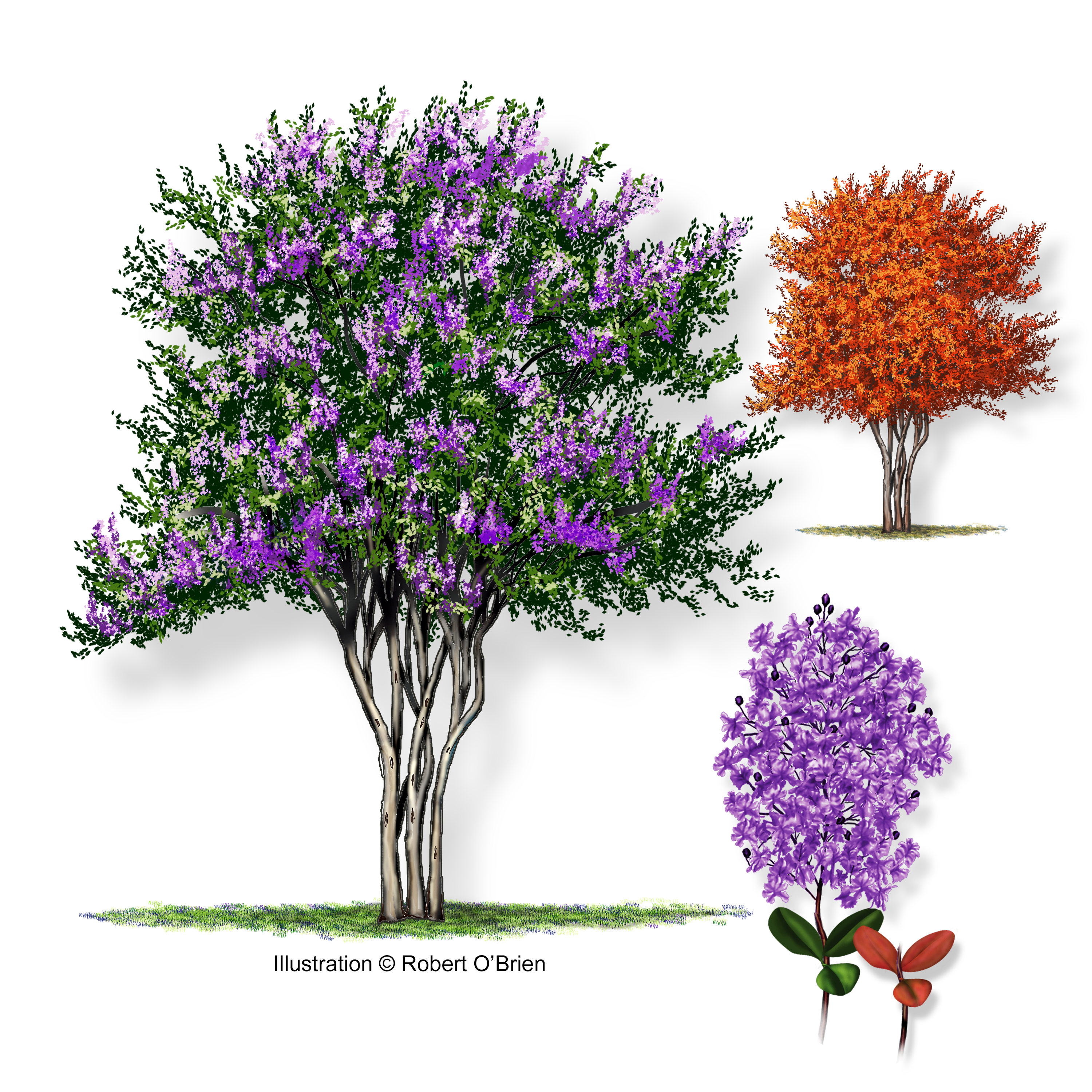 Purple Crape Myrtle