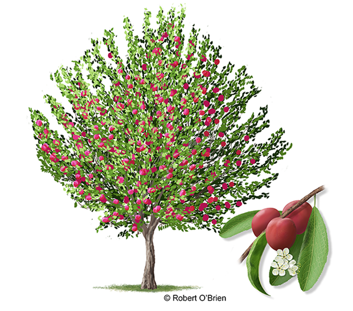 scarletbeautyplum_illustration  