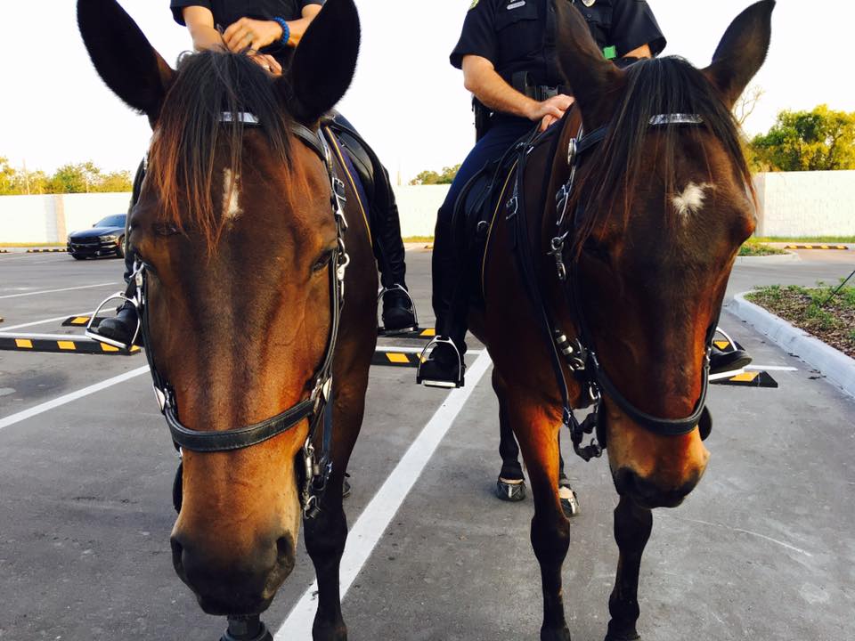 Police horses