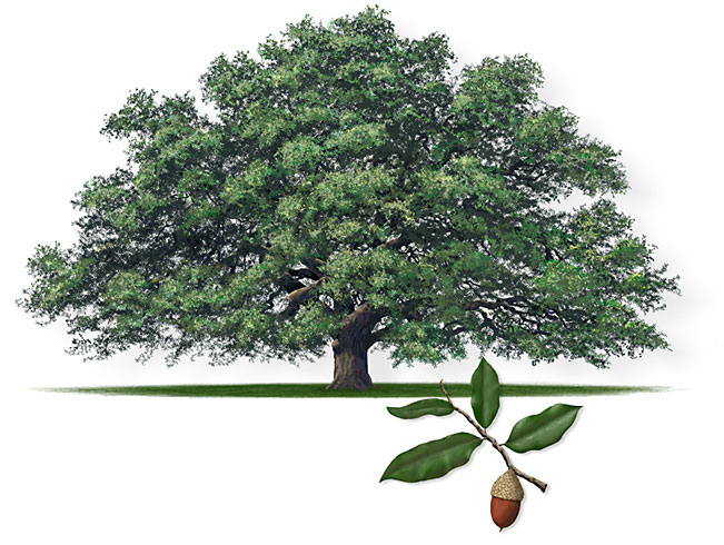 Live Oak