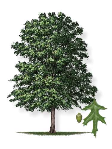 Nutall Oak