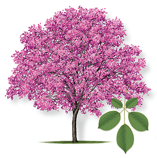 Pink Tabebuia