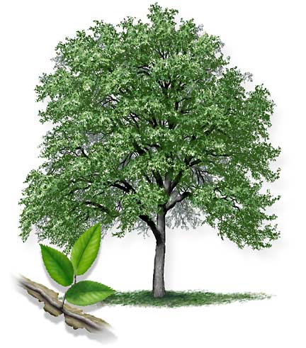 Winged elm tree