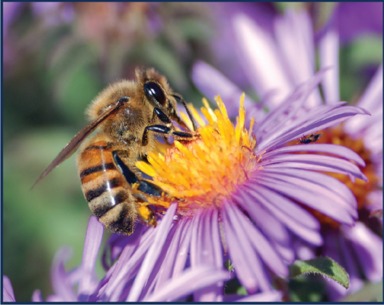 A bee pollinating a flower.